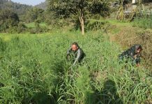 नाहन के प्रगतिशील किसान नरोत्तम सिंह प्राकृतिक खेती से बने अन्य लोगों के लिए प्रेरणा स्रोत नाहन के प्रगतिशील किसान नरोत्तम सिंह प्राकृतिक खेती से बने अन्य लोगों के लिए प्रेरणा स्रोत