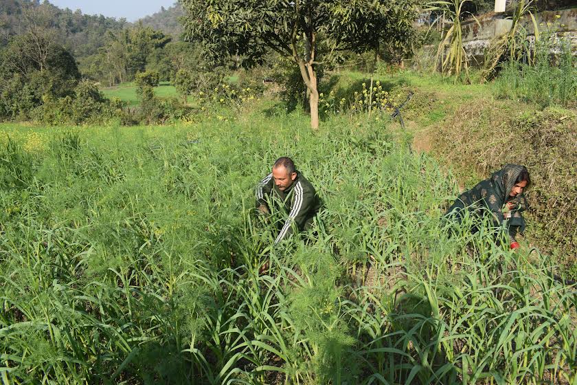 नाहन के प्रगतिशील किसान नरोत्तम सिंह प्राकृतिक खेती से बने अन्य लोगों के लिए प्रेरणा स्रोत