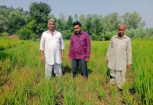 किसानों की धान की फसल पूरी खराब लाखों का नुकसान