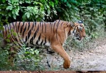 पाँवटा साहिब में बाघ के पैरों के निशान