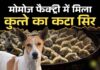 मोमोज बनाने वाली फैक्ट्री के फ्रिज में मिला कुत्ते का कटा हुआ सिर, जांच के लिए भेजे गए Momos
