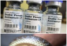 अब पीएचसी में मिल जाएगा सर्पदंश, प्वाइजनिंग का तुरंत इलाज, प्रशिक्षित चिकित्सक देंगे जीवनरक्षक उपचार