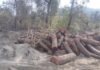 कोदेवाला में अवैध कटान, वन विभाग की टीम को देख भागे वन माफिया