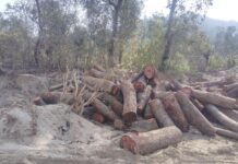 कोदेवाला में अवैध कटान, वन विभाग की टीम को देख भागे वन माफिया